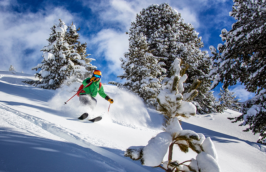 Powder Tree Skiing